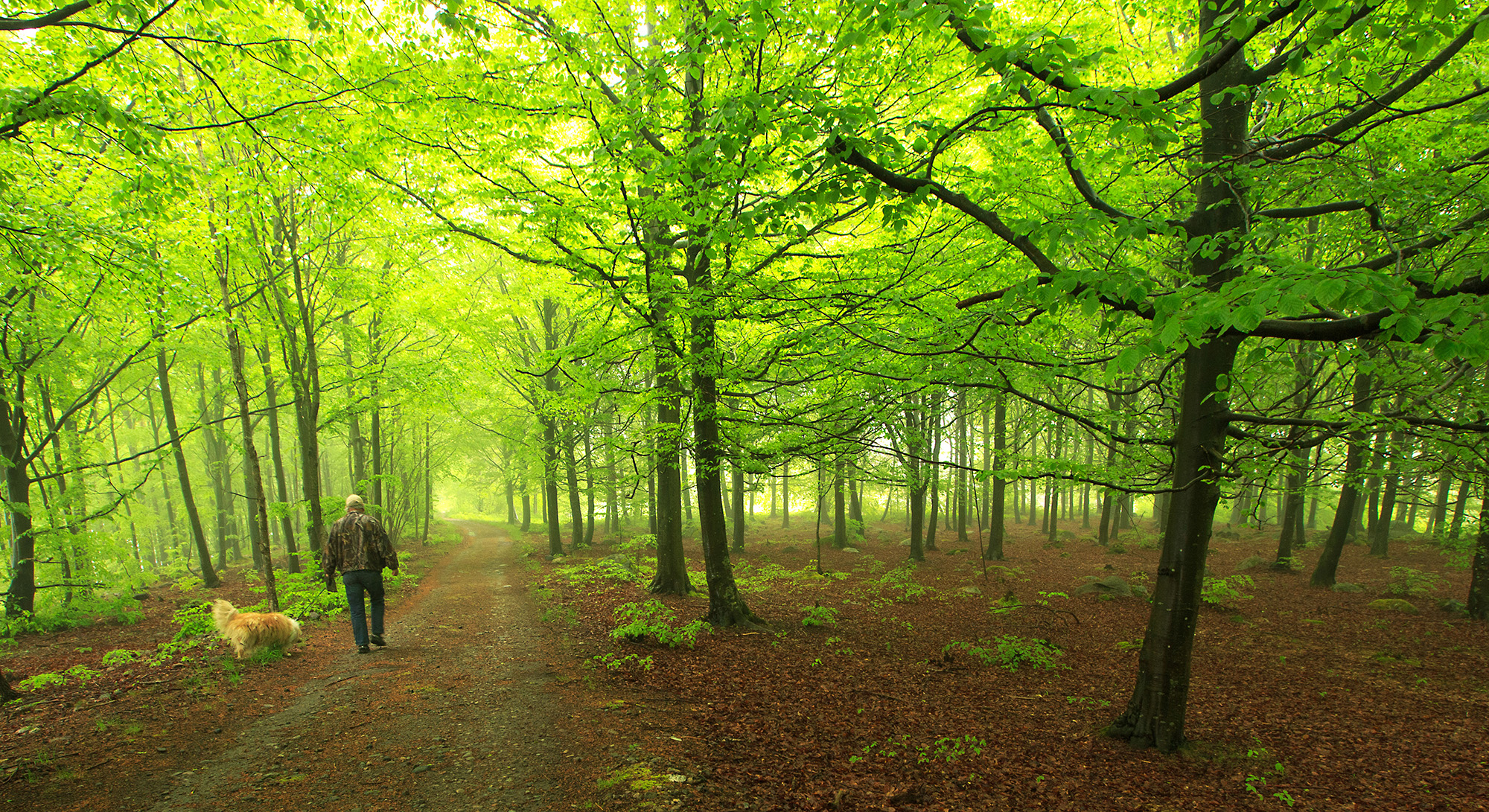 Bøkeskogen er helt sentral i Raet nasjonalpark i Grimstad, og velkomstsenteret fokuserer på hvilke vekstforhold endemorenen gir for varmekjære trær og planter og dyrking av grønnsaker og hagevekster.