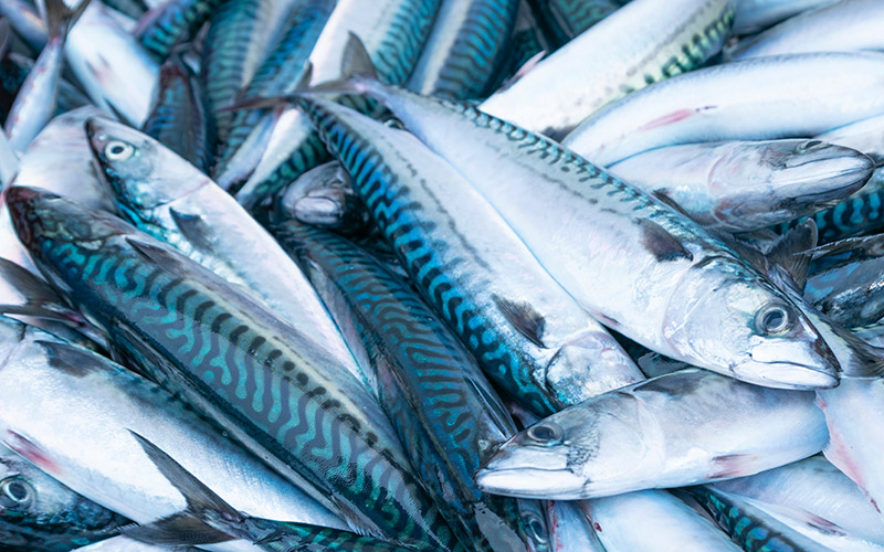 Sale,At,The,Port,Fish,Market,Of,Freshly,Caught,Mackerel