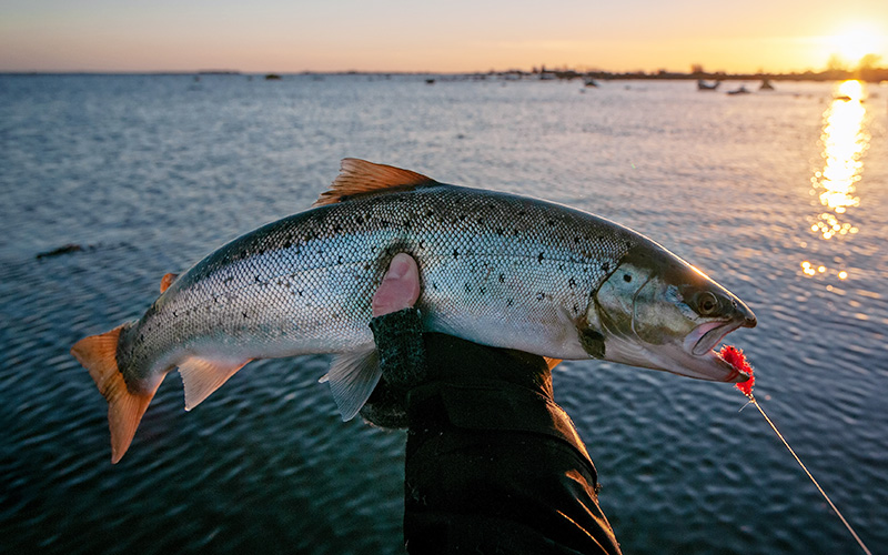 Sunset,Winter,Fishing,For,Sea,Trouts