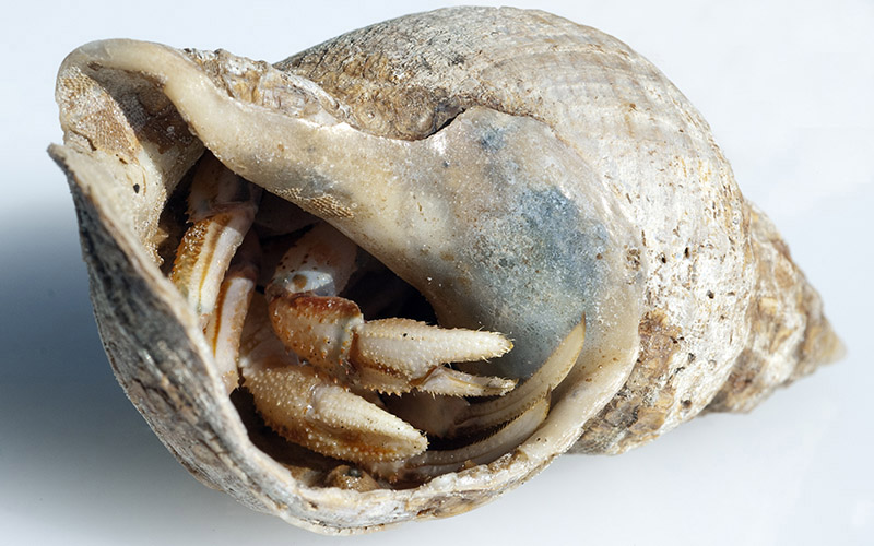Havet_EREMITTKREPS_02_knapp