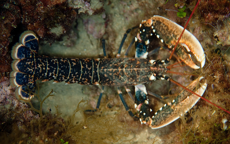 Havet_HUMMER_03_knapp