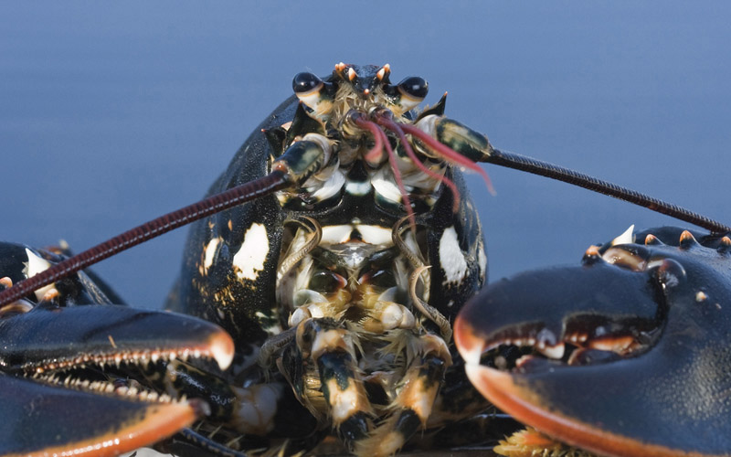 Havet_HUMMER_portrett_01_knapp