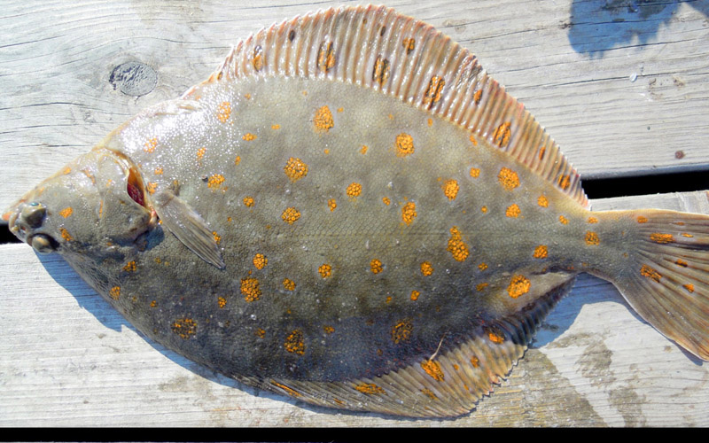 Havet_RODSPETTE_04_knapp