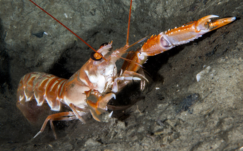 Havet_SJOKREPS_UW_01_knapp