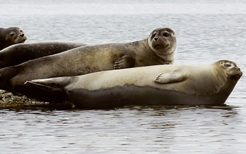 Havet_STEINKOBBE_02_knapp
