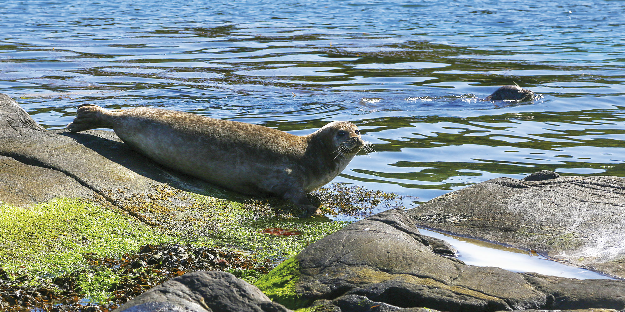 Havet_Steinkobbe_hovedbilde_02
