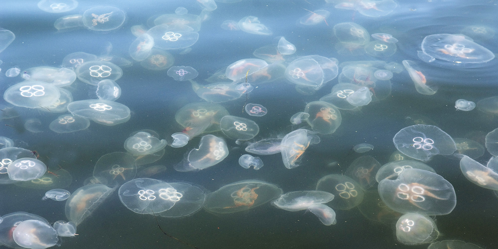 Havet_glassmanet_hovedbilde