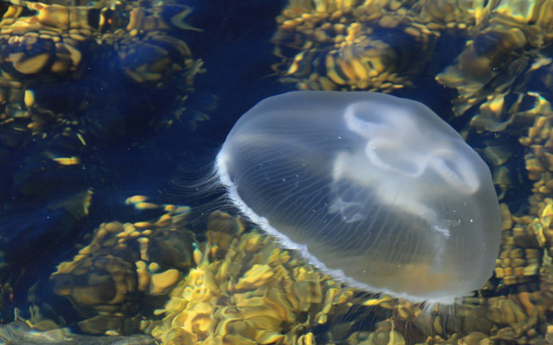 Havet_glassmanet_knapp_02