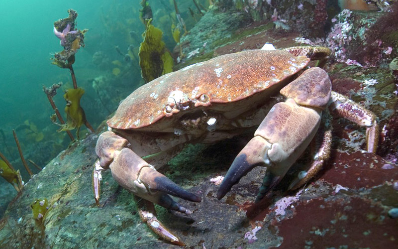 Havet_taskekrabbe_knapp_05