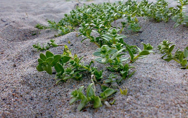 LAND_Strandarve_teppe
