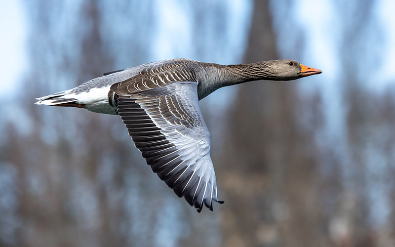 The,Greylag,Goose,,Anser,Anser,Is,A,Species,Of,Large