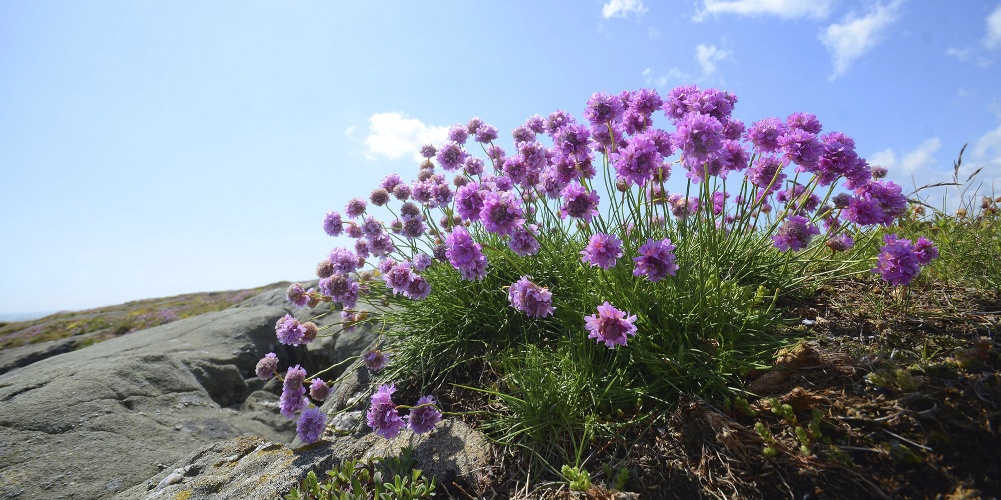 Land_STRANDNELLIK_hovedbilde_01