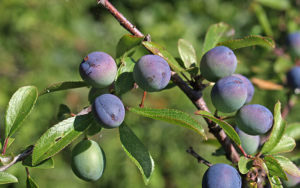 Land_Slaapetorn_frukt_knapp
