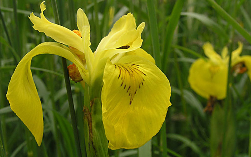 Land_Sverdlilje_knapp_01