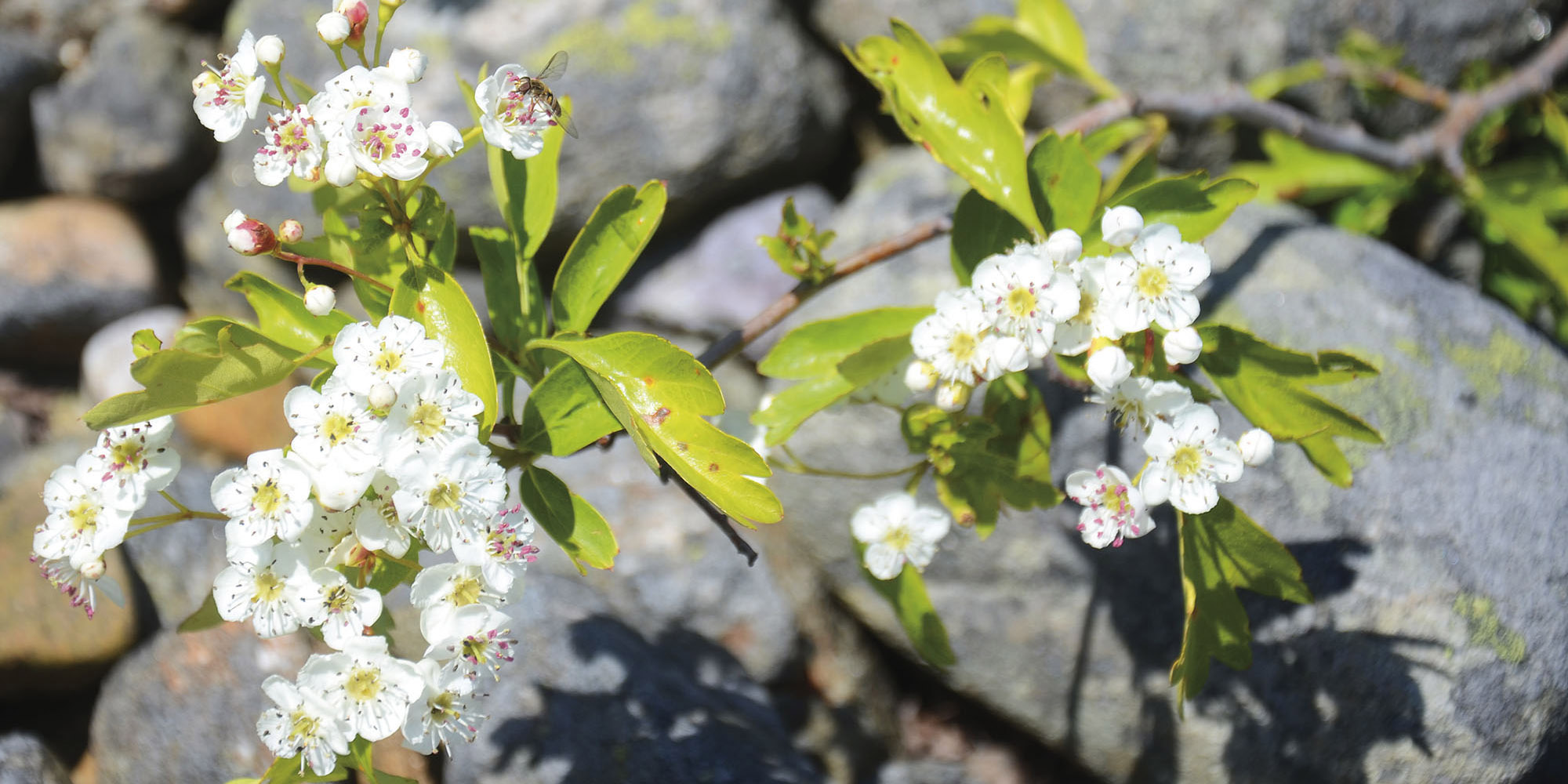 Land_slaapetorn_blomstring_01_hovedbilde