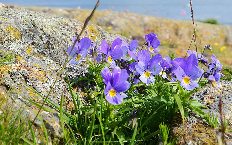 Land_stemorsblomst_knapp_01