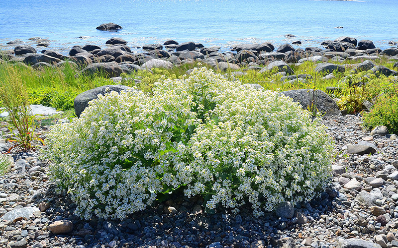 Land_strandkaal_knapp_05