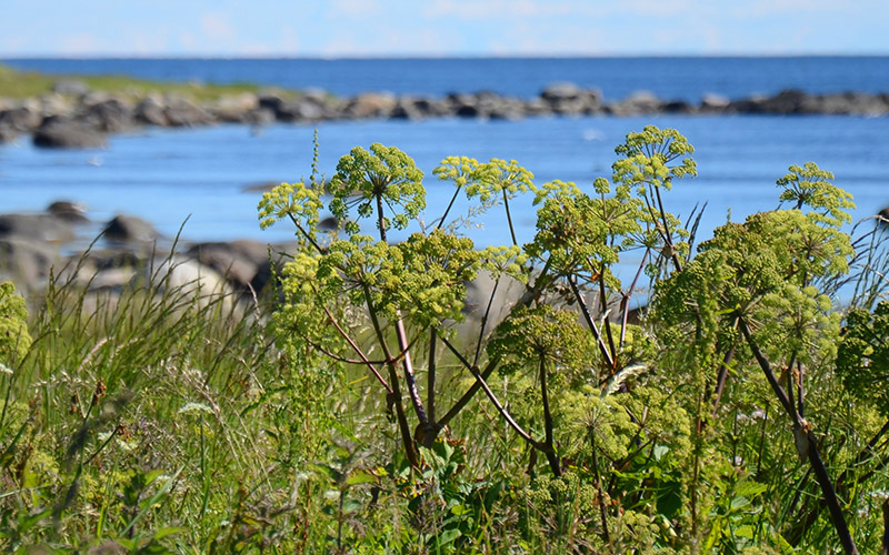 Land_strandkvann_BERG_knapp_02
