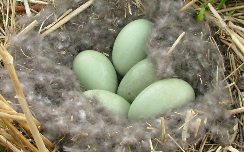 Luft_aerfugl_egg_knapp_01