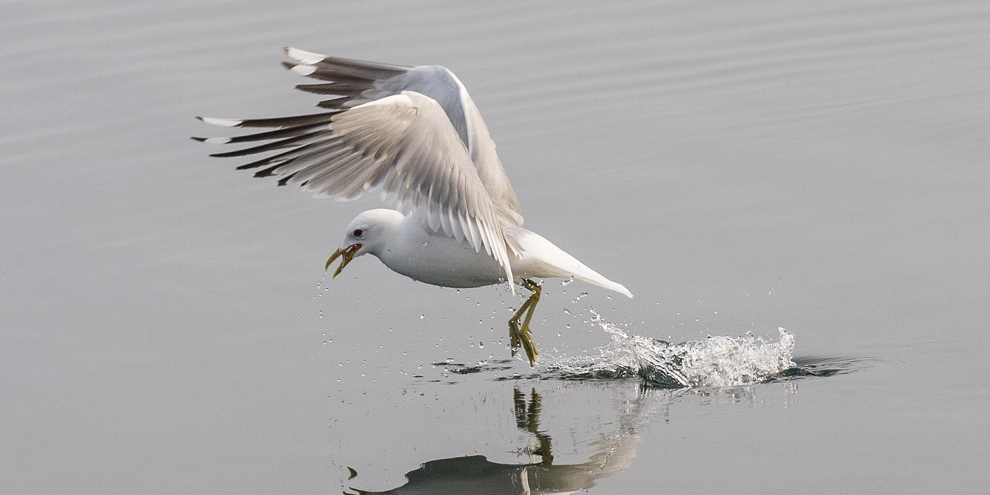 Luft_fiskemaake_hovedbilde_02