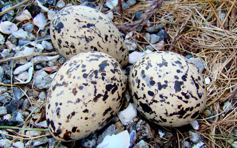 Luft_tjeld_egg_knapp_04