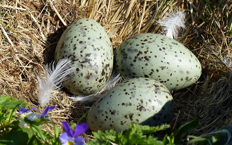 Lufta_GRAAMAAKEegg_knapp-1