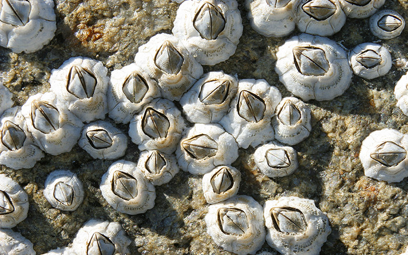Sea,Animals,On,A,Surface,Of,A,Rock