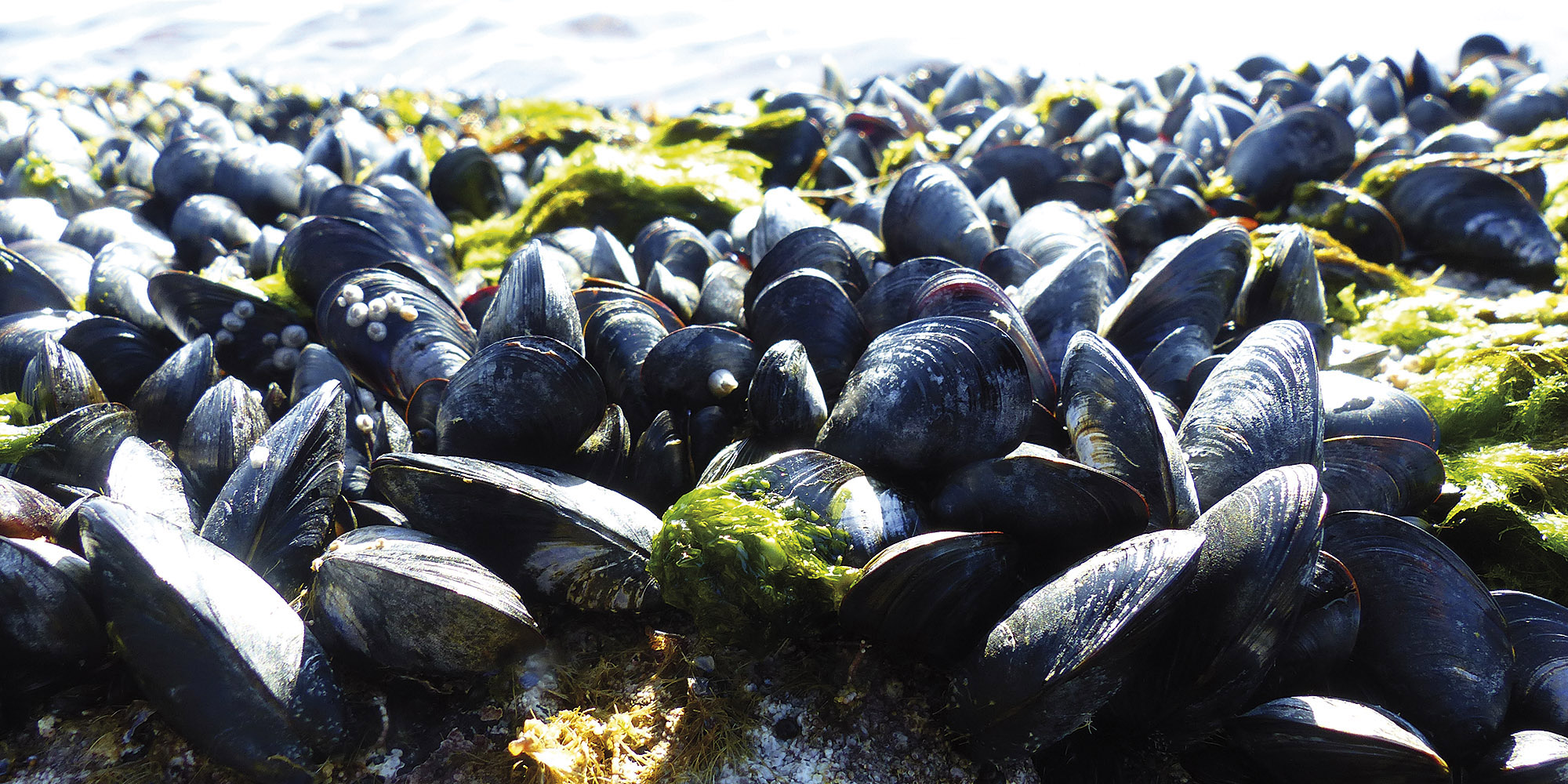Strand_blaaskjell_hovedbilde_02