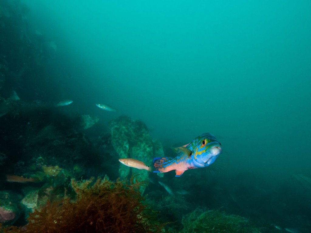 Leppefisken blåstål fotografert under vann av dykker Geir Eliassen
